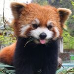 Red Pandas