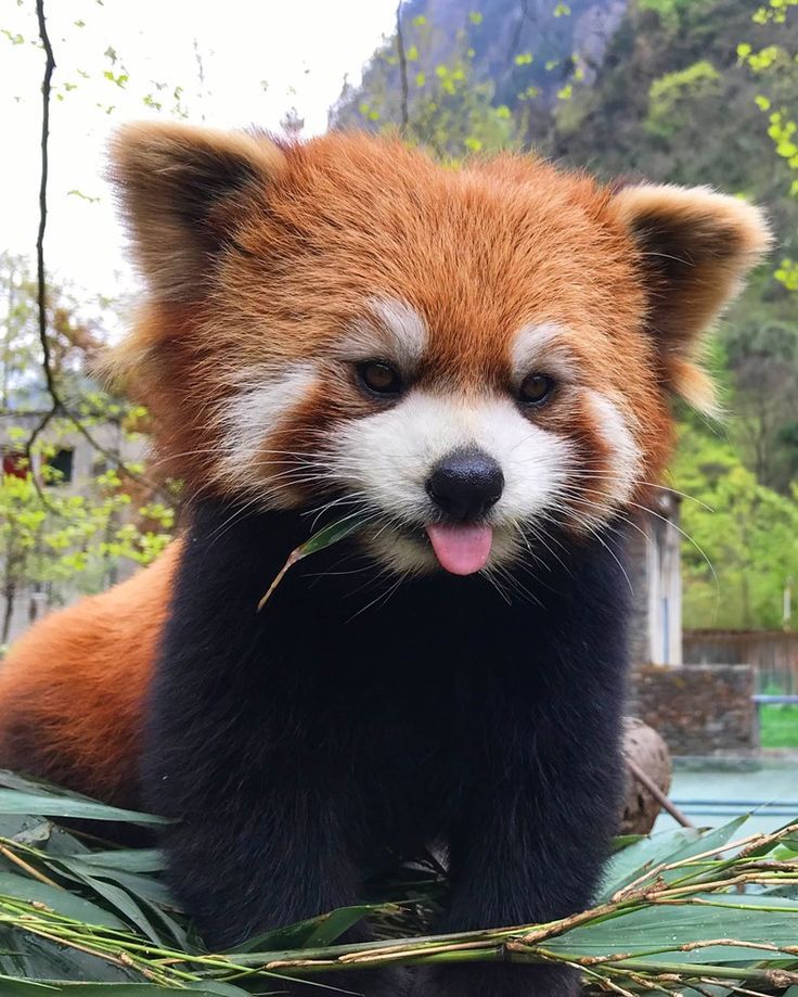 Red Pandas